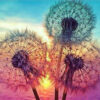 diamond paiting dandelion 2
